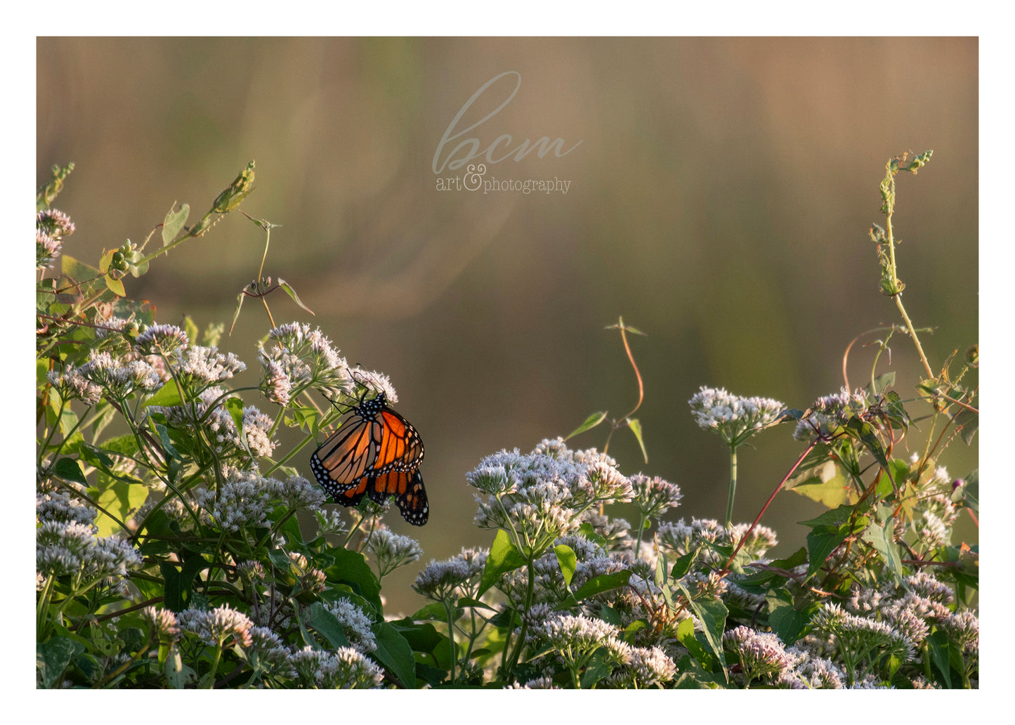 Fine Art Print - Monarch
