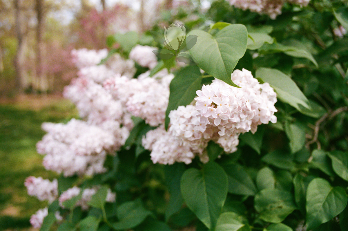 Fine Art Print - Lilac