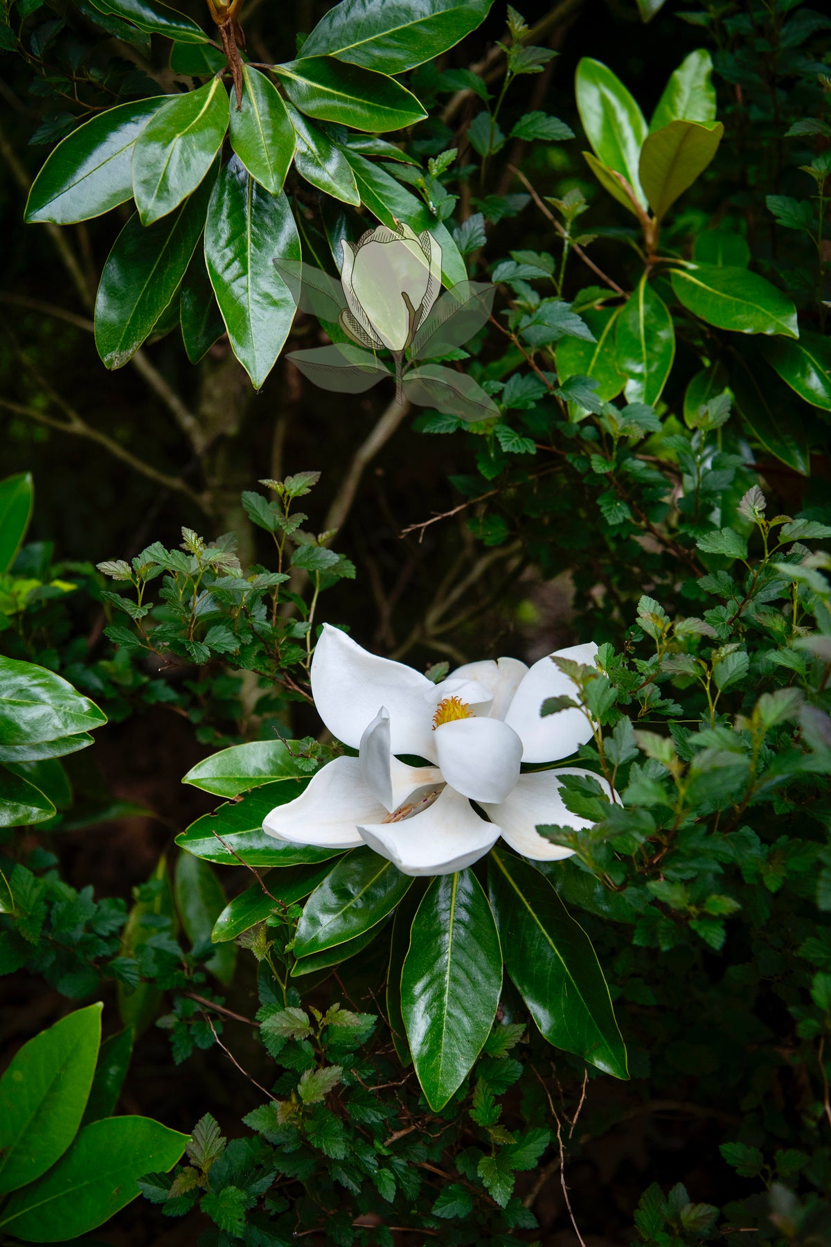 Fine Art Print - Magnolia