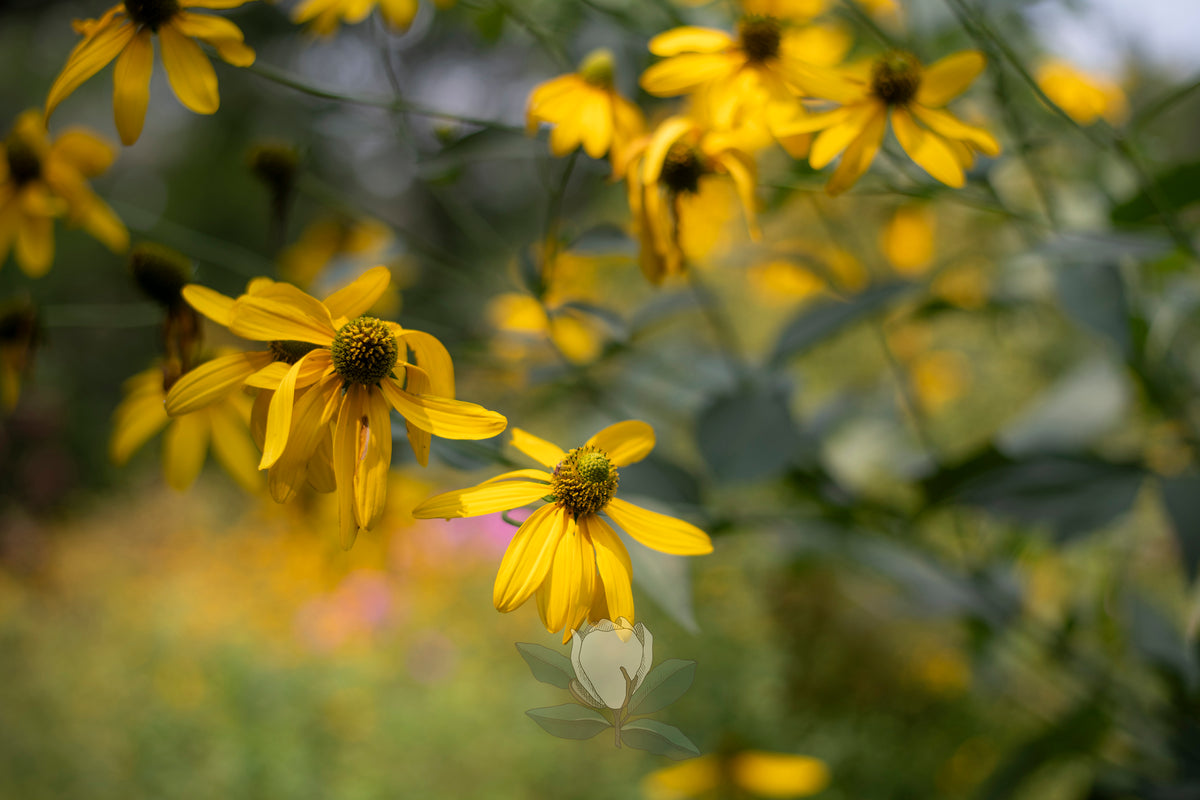 Fine Art Print - Rudbeckia