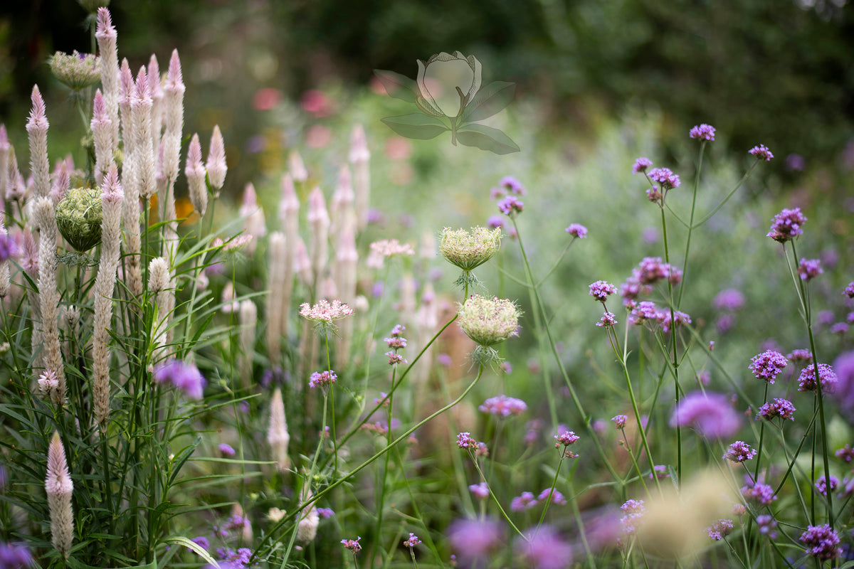 Fine Art Print - Wildflowers