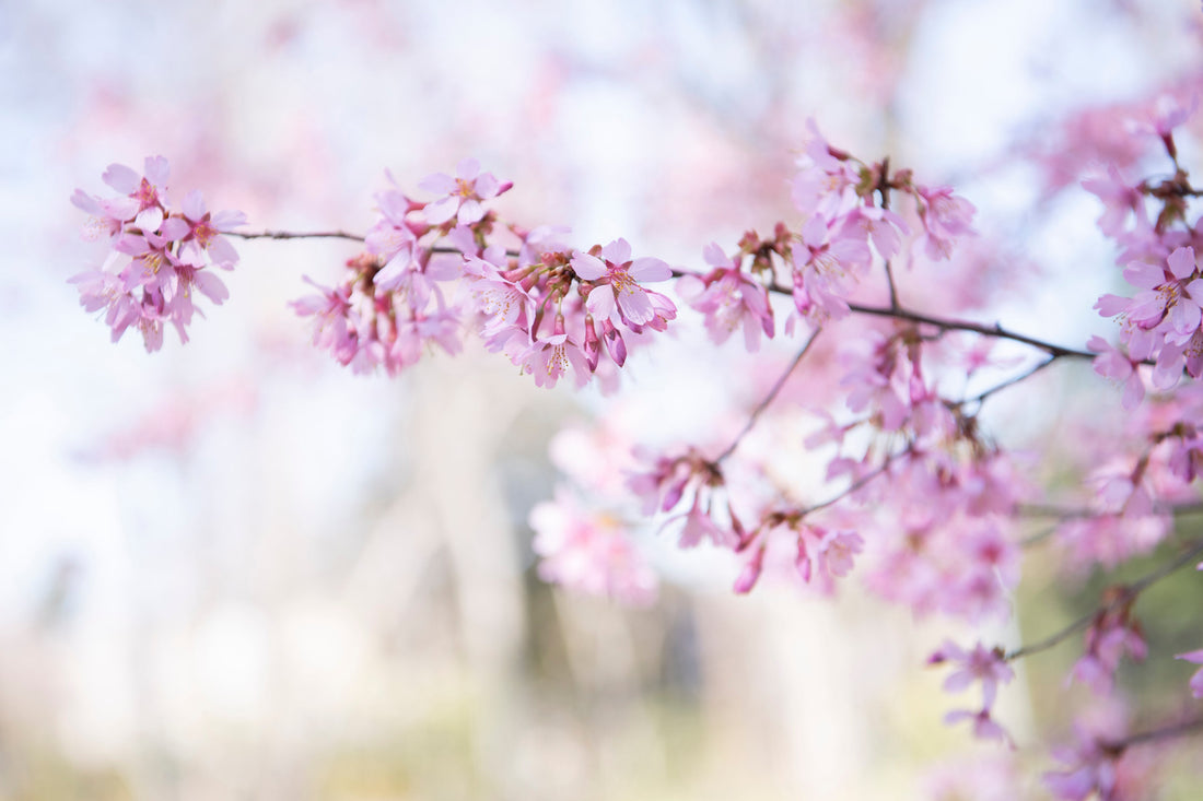 Last Minute Addition...Spring at The Barnes Arboretum