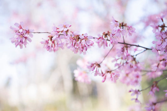 Last Minute Addition...Spring at The Barnes Arboretum