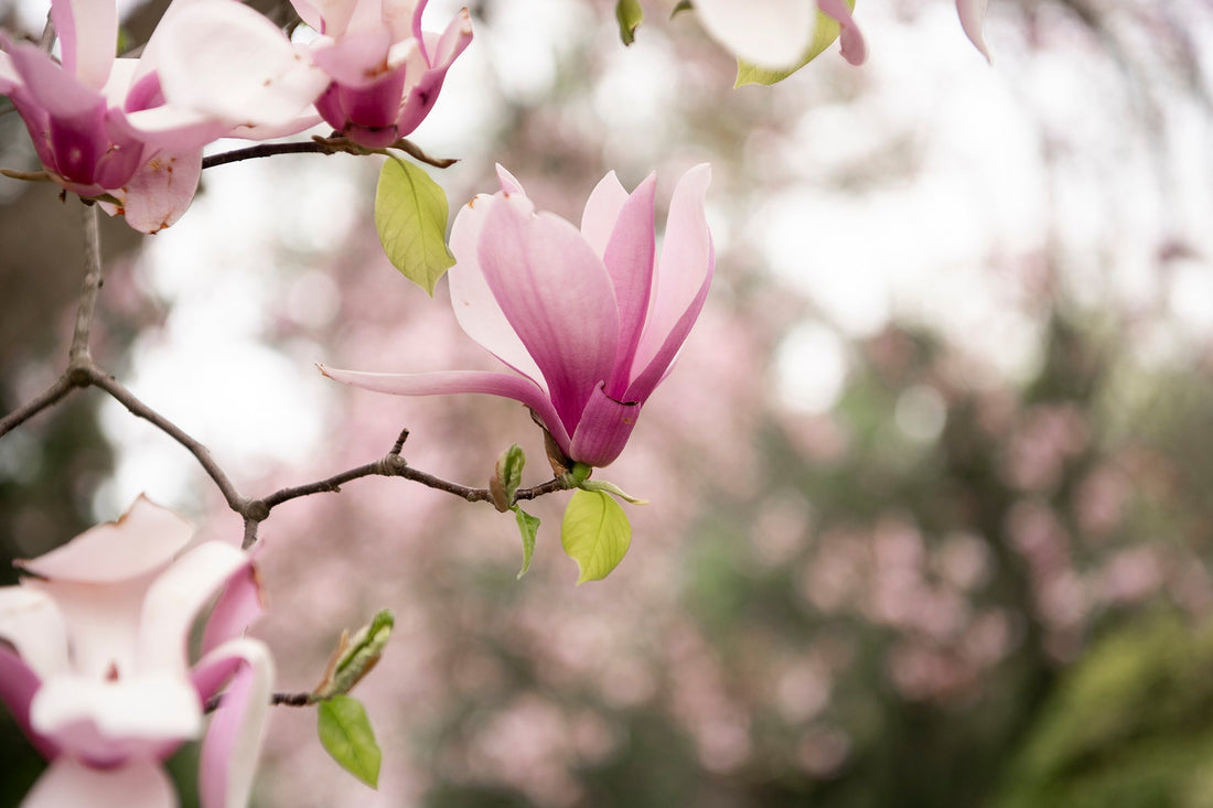 Finding Spring Inspiration...a few favorite spots.