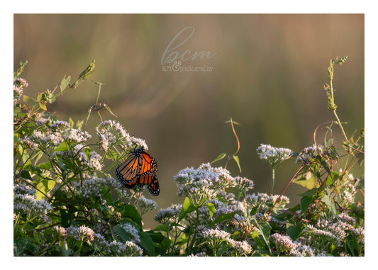 Fine Art Print - Monarch