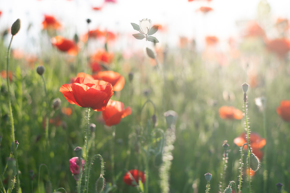 Fine Art Print - Poppy
