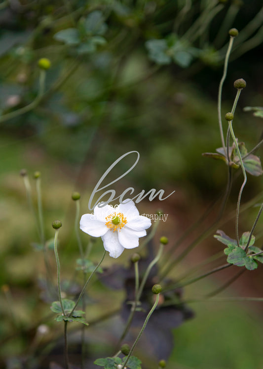Fine Art Print - Anemone