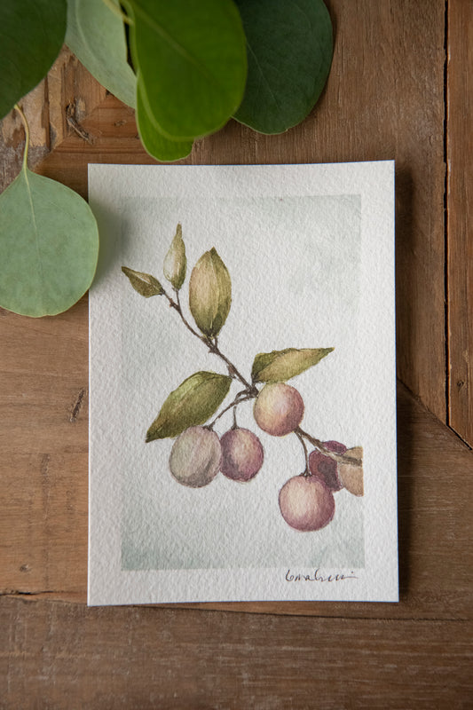 Beach Plums - Original Watercolor